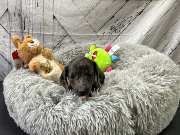 Dachshund-Dog-Female-Black / Silver-26061-Petland Scottsdale, Arizona