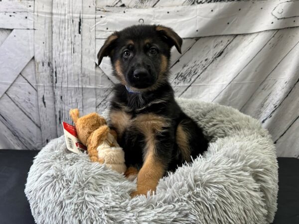 German Shepherd Dog-Dog-Male-Black / Tan-26069-Petland Scottsdale, Arizona