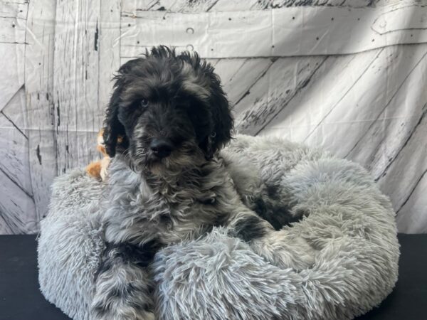 F1B Bernedoodle-Dog-Male-Merle-26059-Petland Scottsdale, Arizona