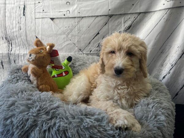 F1B Bernedoodle-Dog-Female-Tri Color-26058-Petland Scottsdale, Arizona