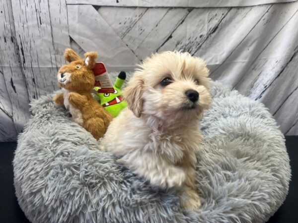 Havanese/Poodle-Dog-Female-Fawn-26052-Petland Scottsdale, Arizona