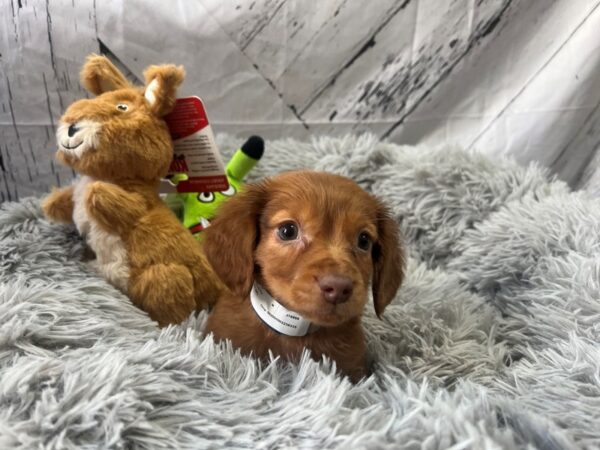 Chihuahua/Dachshund-Dog-Male-Red-26053-Petland Scottsdale, Arizona