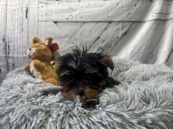 Yorkshire Terrier-Dog-Male-Black and Tan-26057-Petland Scottsdale, Arizona