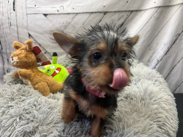 Silky Terrier-Dog-Female-Black and Tan-26056-Petland Scottsdale, Arizona