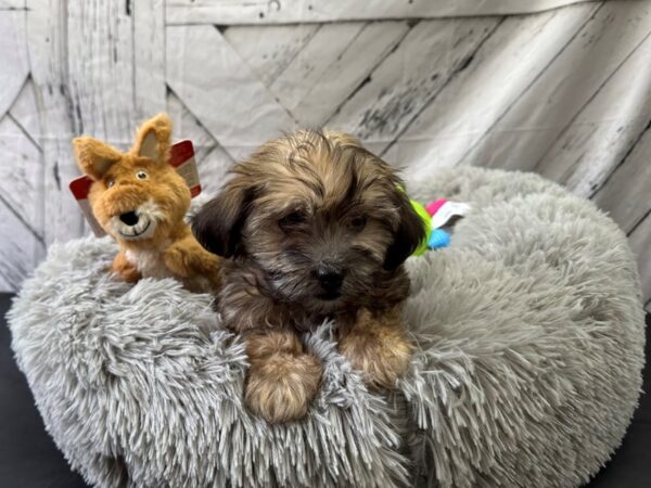 Havanese-Dog-Female-Gold-26063-Petland Scottsdale, Arizona