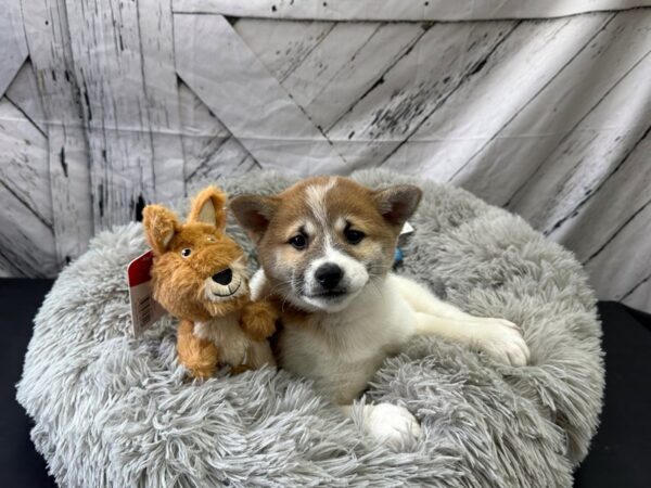 Shiba Inu-Dog-Female-Red Sesame-26068-Petland Scottsdale, Arizona