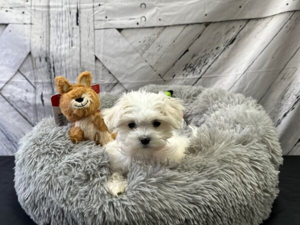 Maltese-Dog-Female-White-26064-Petland Scottsdale, Arizona