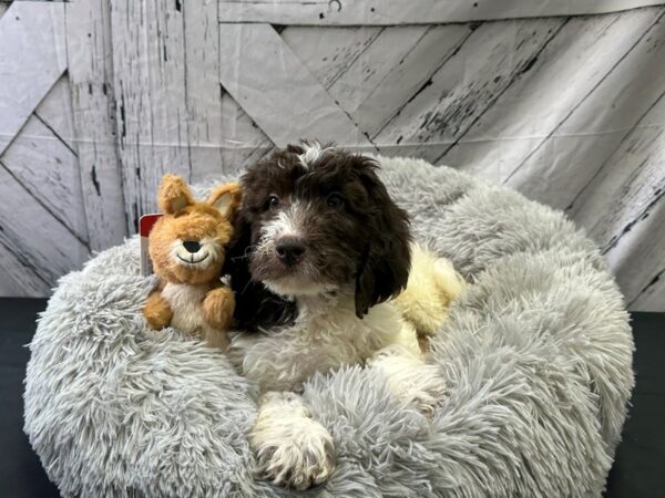 Newfoundland/Standard Poodle-Dog-Female-White / Chocolate-26070-Petland Scottsdale, Arizona