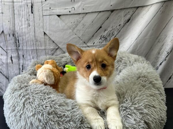 Pembroke Welsh Corgi-Dog-Female-Sable / White-26066-Petland Scottsdale, Arizona