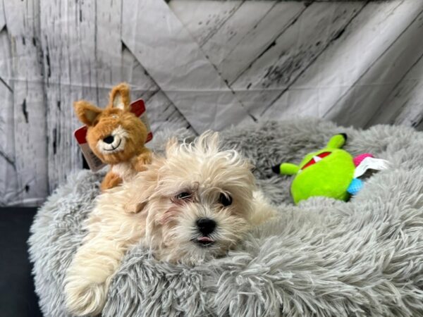 Poodle/Shih Tzu-Dog-Female-Apricot-26071-Petland Scottsdale, Arizona