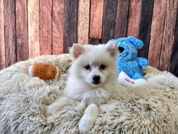 American Eskimo Dog-Dog-Female-White-26088-Petland Scottsdale, Arizona