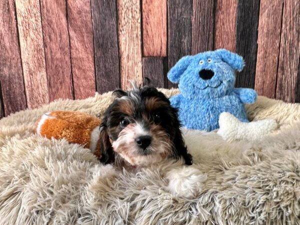 Cavalier King Charles Spaniel/Poodle-Dog-Female-Brown and White-26072-Petland Scottsdale, Arizona