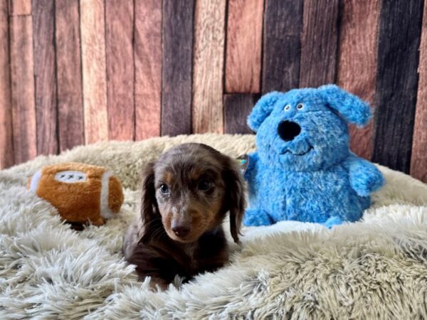 Dachshund-Dog-Male-Chocolate / Tan-26089-Petland Scottsdale, Arizona