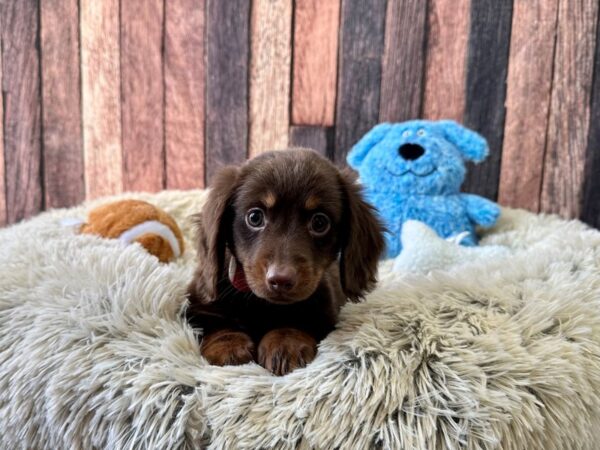 Dachshund-Dog-Male-Chocolate / Tan-26083-Petland Scottsdale, Arizona