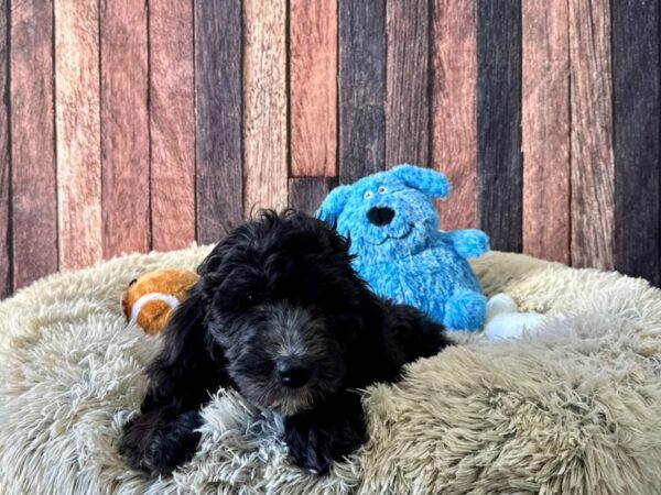 F1B Goldendoodle-Dog-Female-Black-26078-Petland Scottsdale, Arizona