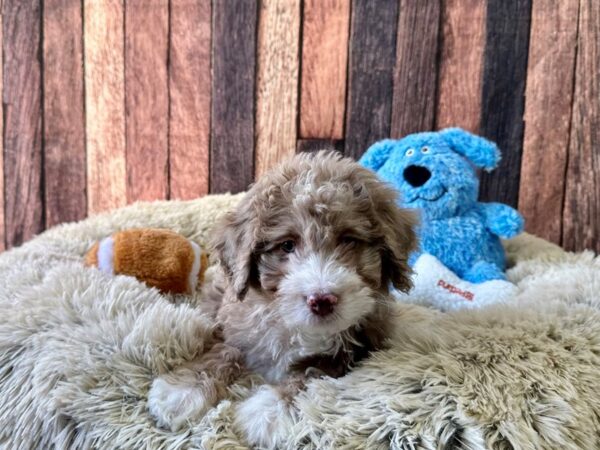F1B Mini Bernadoodle-Dog-Female-Chocolate Merle-26096-Petland Scottsdale, Arizona