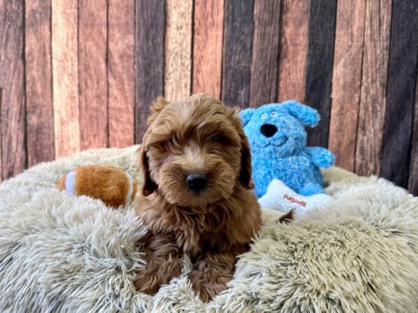 F1B Mini Goldendoodle-Dog-Female-Red-26095-Petland Scottsdale, Arizona