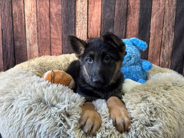 German Shepherd Dog-Dog-Female-Black / Tan-26093-Petland Scottsdale, Arizona