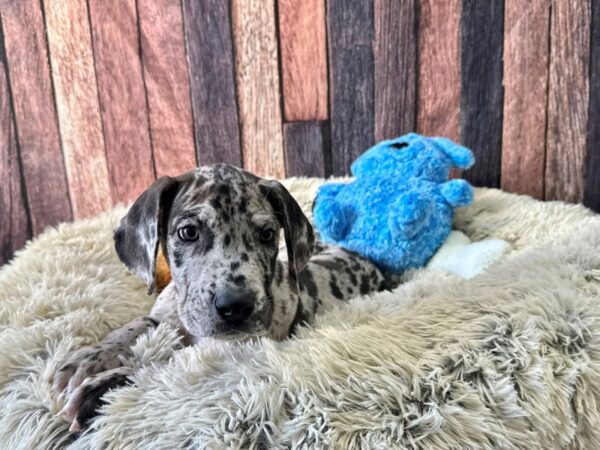 Great Dane-Dog-Female-Merle-26082-Petland Scottsdale, Arizona