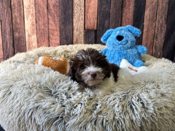 Havanese-Dog-Male-White / Chocolate-26090-Petland Scottsdale, Arizona
