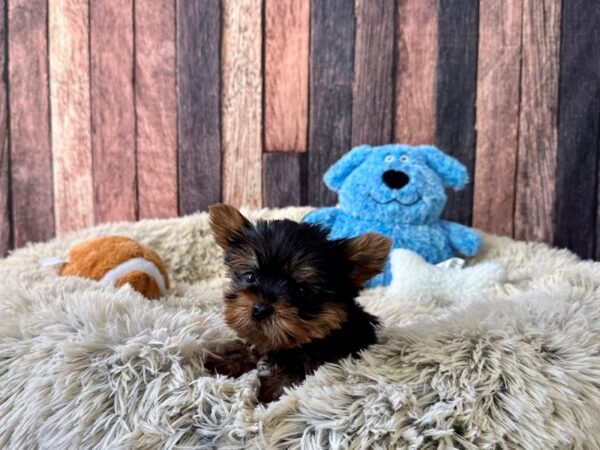 Yorkshire Terrier-Dog-Male-Black / Tan-26087-Petland Scottsdale, Arizona
