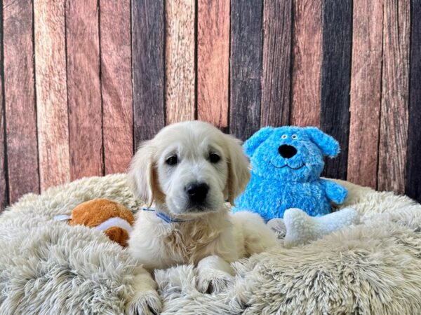 English Cream Golden Retriever-Dog-Male-Cream-26099-Petland Scottsdale, Arizona