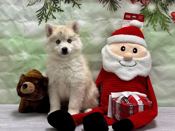F2 Pomsky-Dog-Female-Biscuit-25817-Petland Scottsdale, Arizona