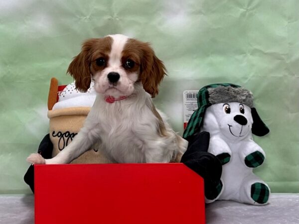 Cavalier King Charles Spaniel-Dog-Female-Blenheim-25875-Petland Scottsdale, Arizona