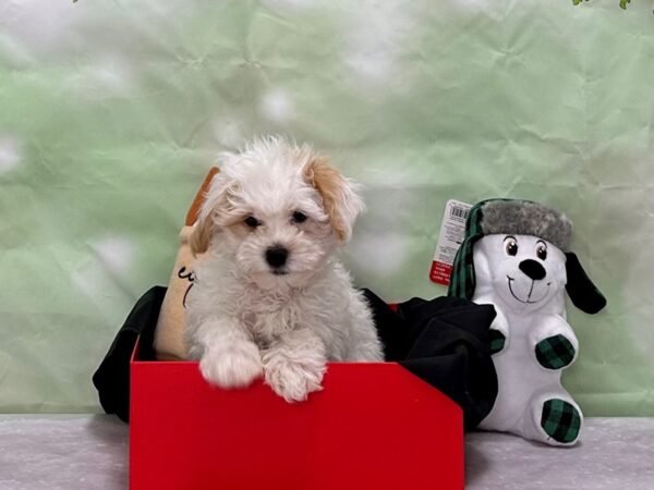 Havanese/Poodle-Dog-Male-White-25859-Petland Scottsdale, Arizona