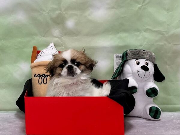 Pekingese-Dog-Female-Fawn Sable-25876-Petland Scottsdale, Arizona