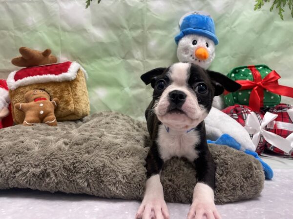 Boston Terrier-Dog-Male-Brindle and White-25950-Petland Scottsdale, Arizona