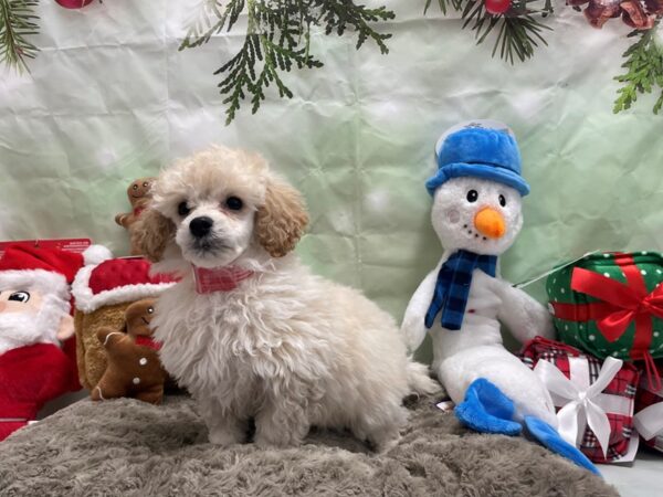 Poodle-Dog-Female-Cream-25944-Petland Scottsdale, Arizona