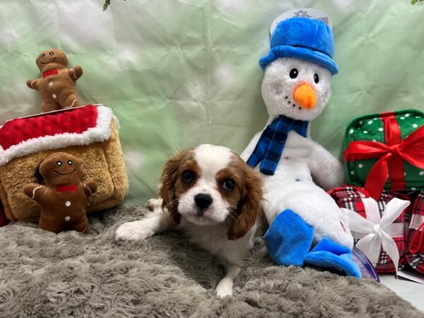 Cavalier King Charles Spaniel-Dog-Male-Blenheim-25951-Petland Scottsdale, Arizona