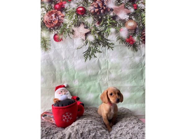 Dachshund-Dog-Female-Isabella-25972-Petland Scottsdale, Arizona