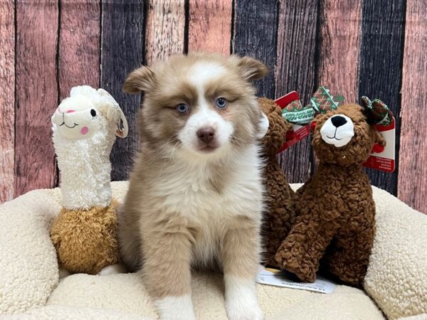 F1B Pomsky-Dog-Female-Chocolate-26020-Petland Scottsdale, Arizona
