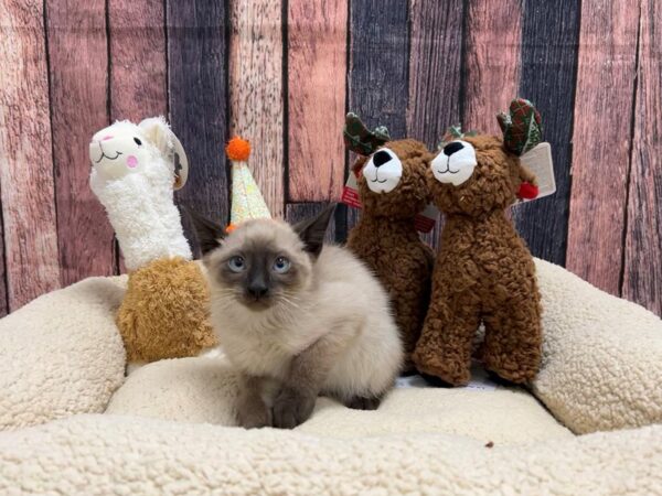 Siamese-Cat-Male-Seal Point-26025-Petland Scottsdale, Arizona
