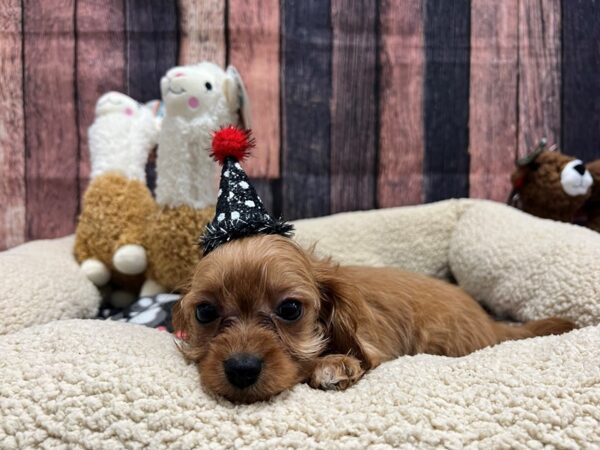Cavalier King Charles Spaniel/Poodle-Dog-Male-Ruby-26019-Petland Scottsdale, Arizona