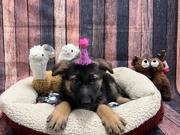 German Shepherd Dog-Dog-Female-Black / Tan-25985-Petland Scottsdale, Arizona