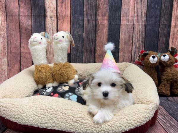 Havanese-Dog-Female-Gold Sable-26003-Petland Scottsdale, Arizona