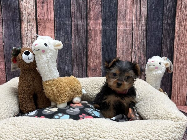 Yorkshire Terrier-Dog-Female-Black / Tan-25982-Petland Scottsdale, Arizona