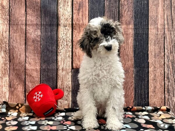 F1B Mini Goldendoodle-Dog-Male-White Blue Merle / Tan-25904-Petland Scottsdale, Arizona
