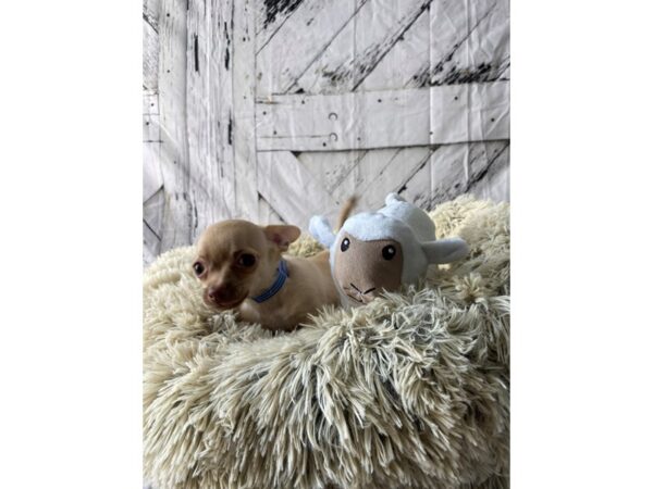 Chihuahua-Dog-Male-Chocolate Fawn-26046-Petland Scottsdale, Arizona