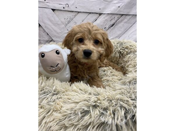Cocker Spaniel/Poodle-Dog-Female-Apricot-26043-Petland Scottsdale, Arizona