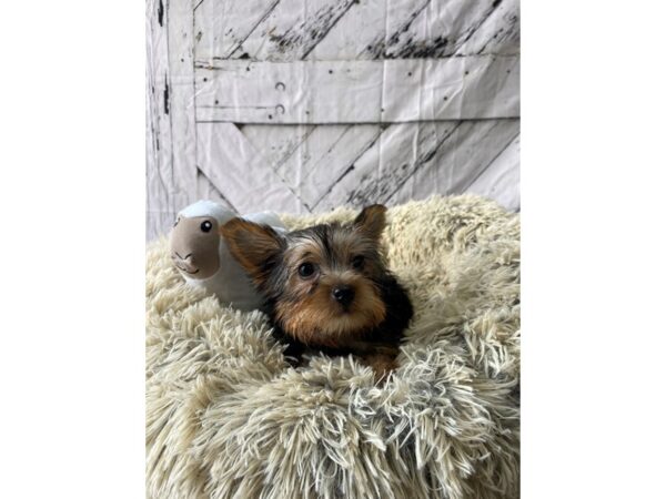 Yorkshire Terrier-Dog-Female-Black and Tan-26041-Petland Scottsdale, Arizona