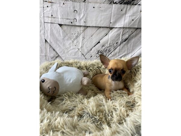 Chihuahua-Dog-Male-Fawn-26031-Petland Scottsdale, Arizona