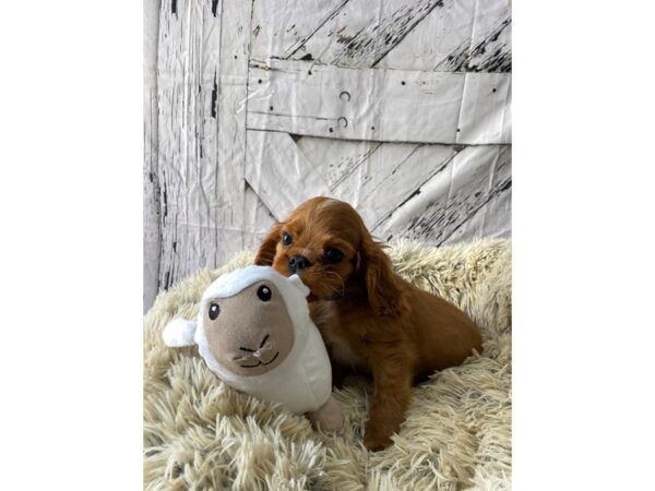 Cavalier King Charles Spaniel-Dog-Male-Ruby-26030-Petland Scottsdale, Arizona