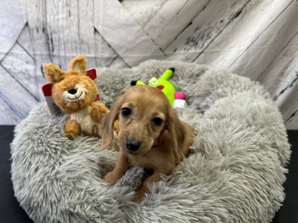 Dachshund-Dog-Female-Fawn-26062-Petland Scottsdale, Arizona