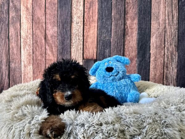 Bernese Mountain Dog/Standard Poodle-Dog-Female-Tri Color-26077-Petland Scottsdale, Arizona