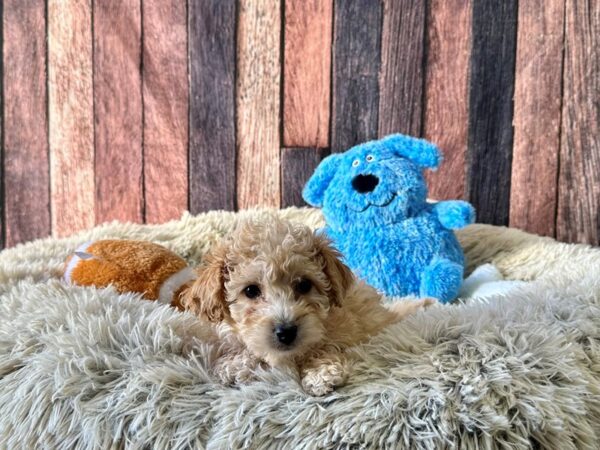 Bichon Frise/Poodle-Dog-Female-Cream-26075-Petland Scottsdale, Arizona