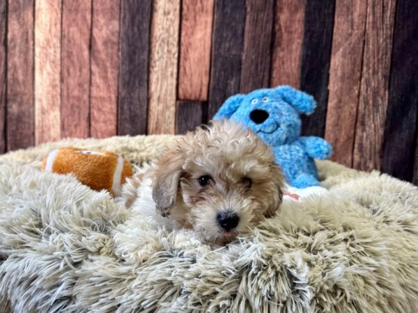 Bichon Frise/Poodle-Dog-Female-White / Red Merle-26098-Petland Scottsdale, Arizona